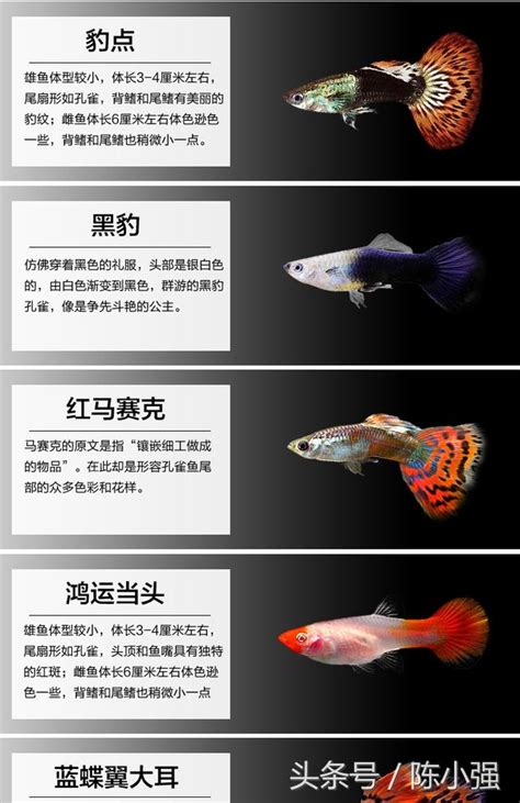 孔雀魚搖頭擺尾